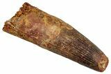 Fossil Spinosaurus Tooth - Massive, Striated Tooth #281120-1